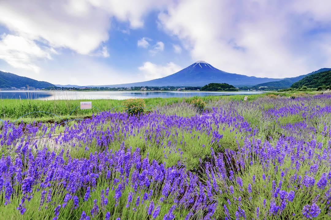 Oishi Park