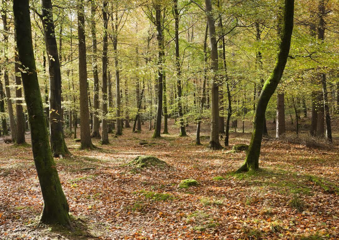 Parc forestier de Tollymore