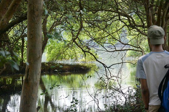 Mangrove Forest