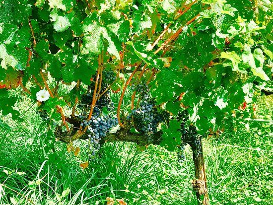 Le Driadi Slow Farm