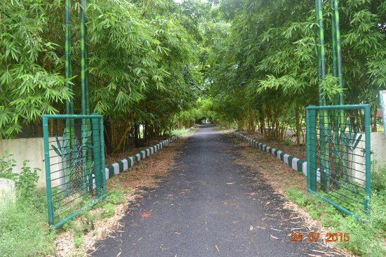 Bamboo Garden