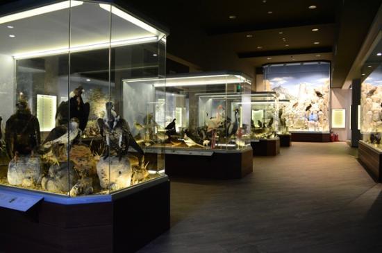 Natural History Museum of Meteora and Mushroom Museum