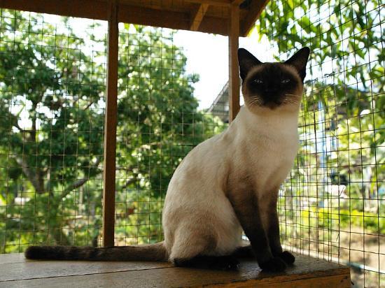 Thai Cat Center