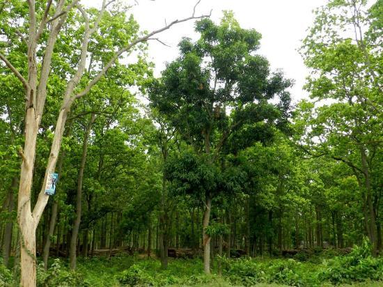 Joypur Jungle