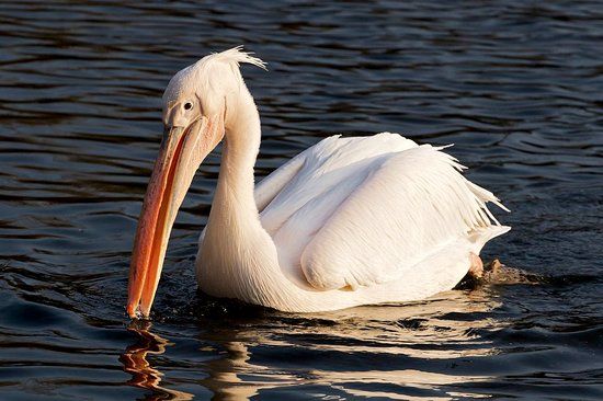 Kalametiya Eco Bird Watching