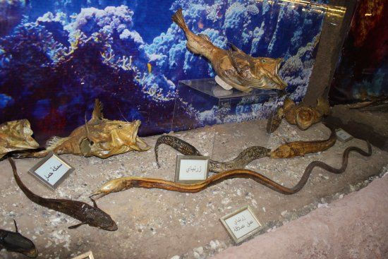 Lebanese Marine and Wildlife Museum