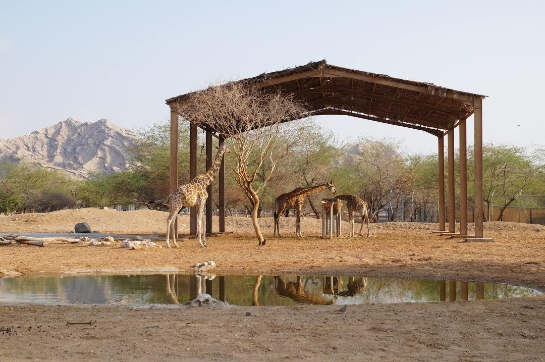 Ogród zoologiczny Emirates Park Zoo