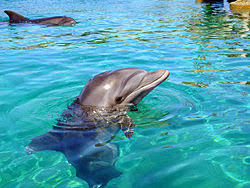 Récif des Dauphins