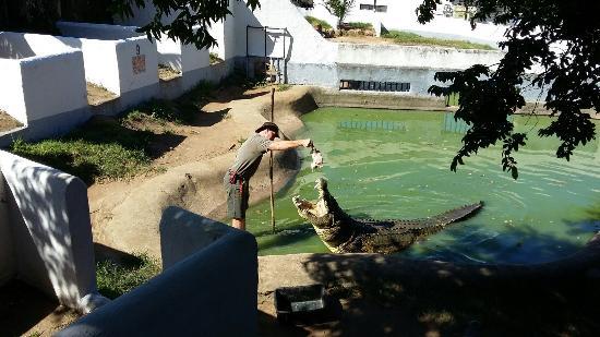 Crocodile Creek