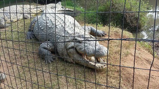 Crocworld