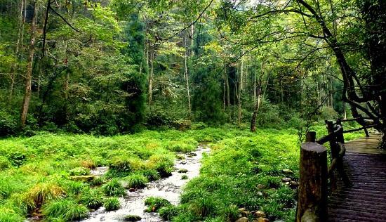 Golden Whip Brook