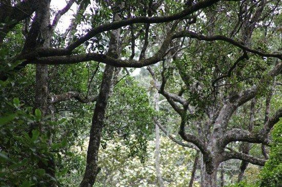 Thangamale Bird Sanctuary
