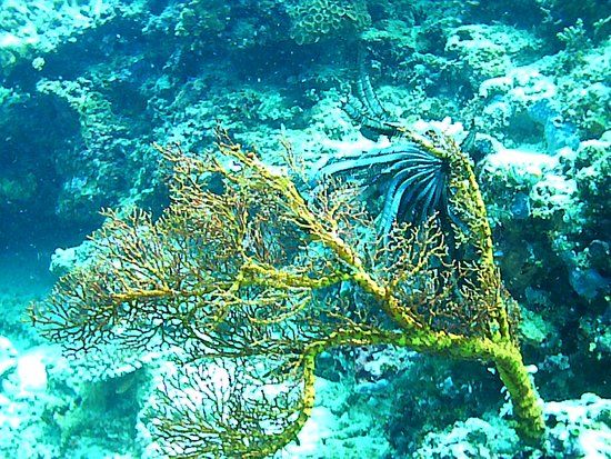 Bunaken Nationalpark