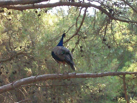 Foresta di Plaka