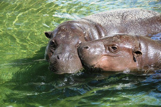 Zoo di Limisso
