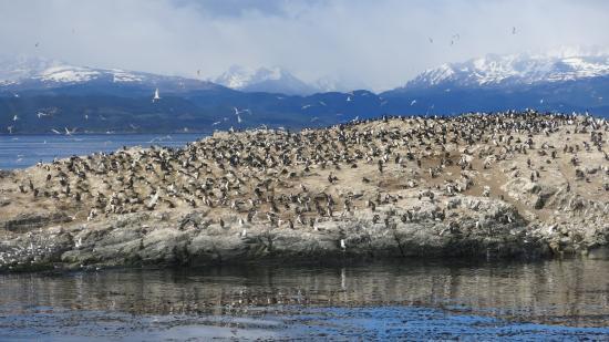 Isla de los Pajaros