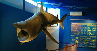 Museo di Biologia Marina