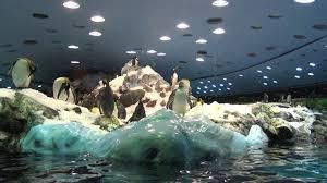 Planet Penguin