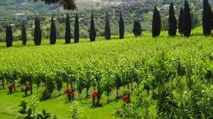 Azienda Agricola Marino