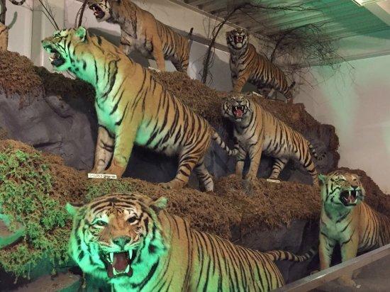 The Cat Museum