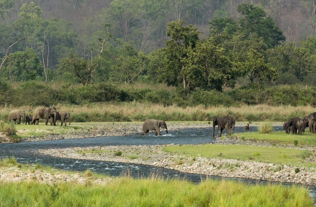 Jim Corbett National Park