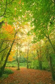 Tehidy Woods