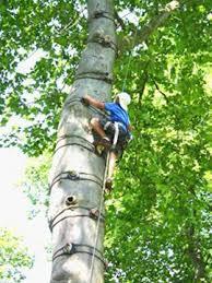 Tree & Adventure