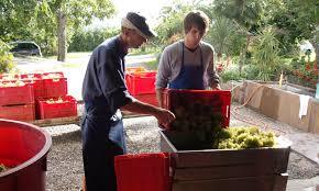 Weingut Bergmannhof