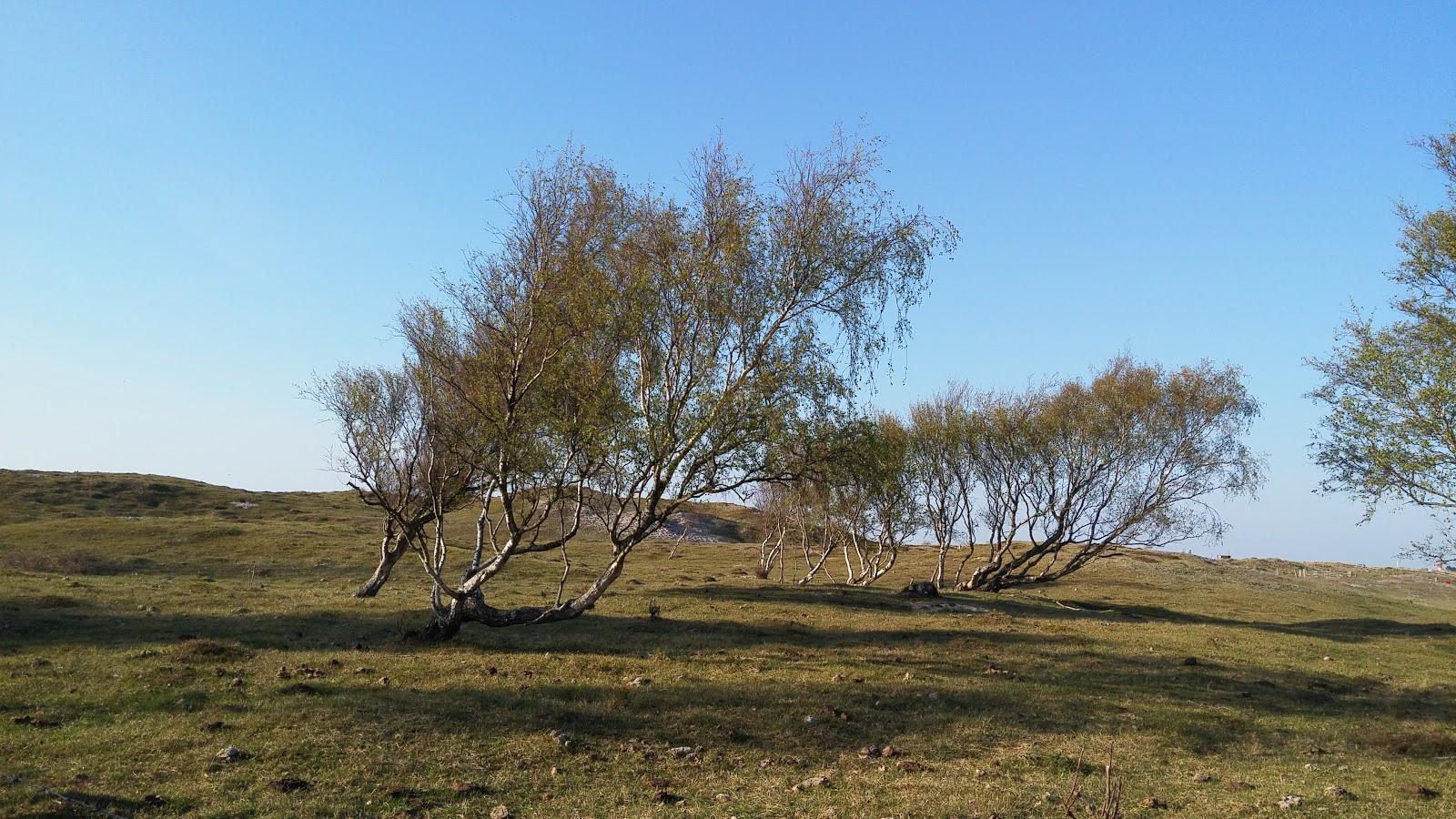Weissenhauser Brok