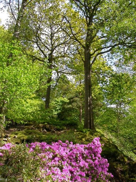 Stagshaw Garden