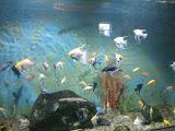 Aquarium Batumi