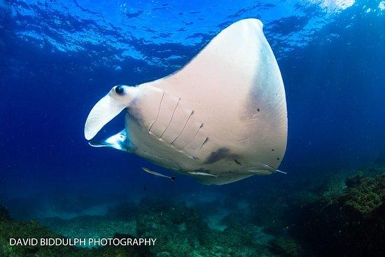 Manta Lodge & Scuba Centre