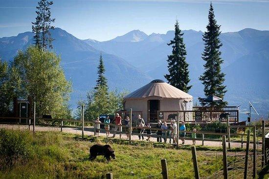 Kicking Horse Mountain Resort