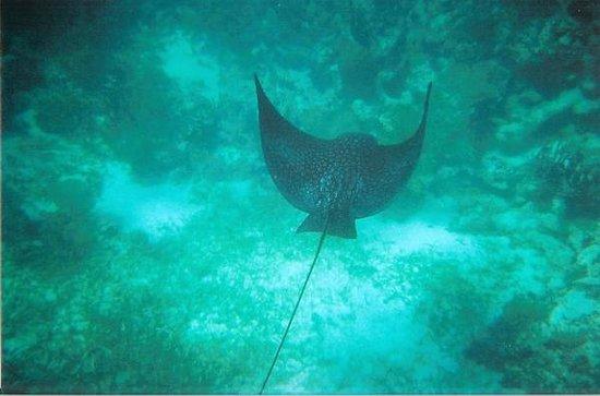 Snorkeling Adventure