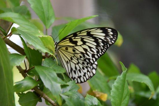 The Butterfly Farm