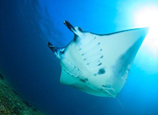 Divine Diving