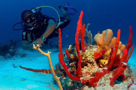 Akumal Dive Shop