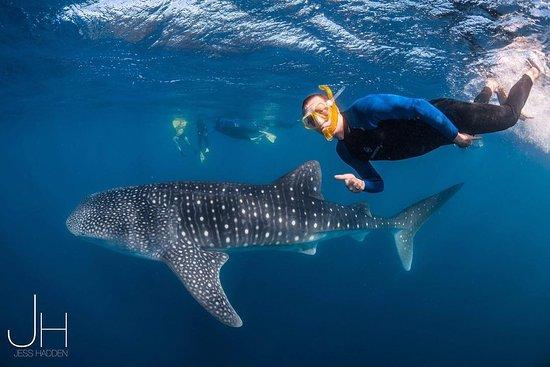 Ningaloo Whaleshark-N-Dive