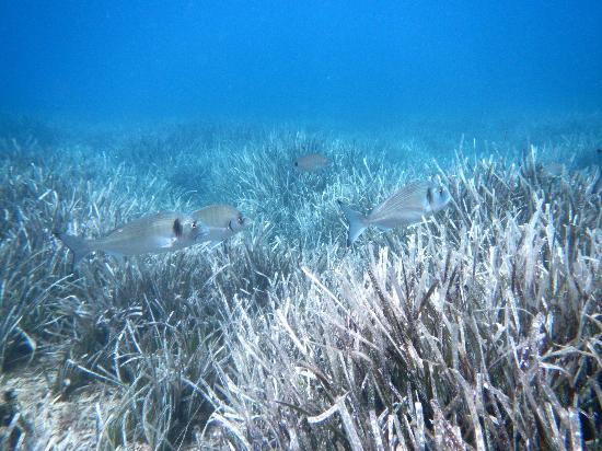 Big Blue Diving