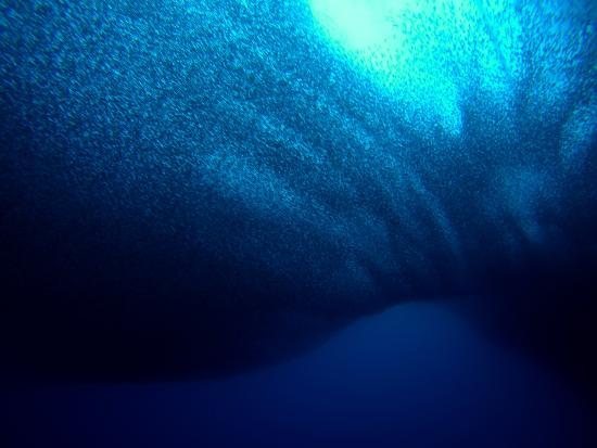 Savedra Dive Center