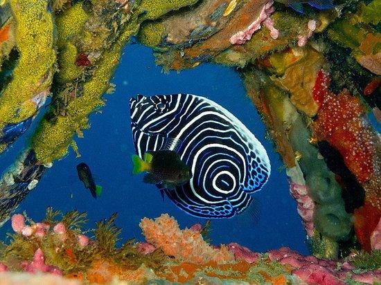 Phuket Scuba Club
