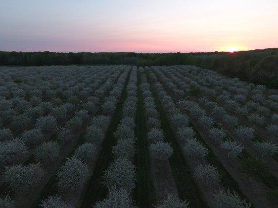 Choice Orchards
