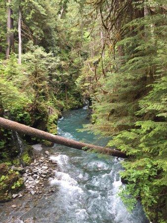 Quinault River-Pony Bridge Day Hike