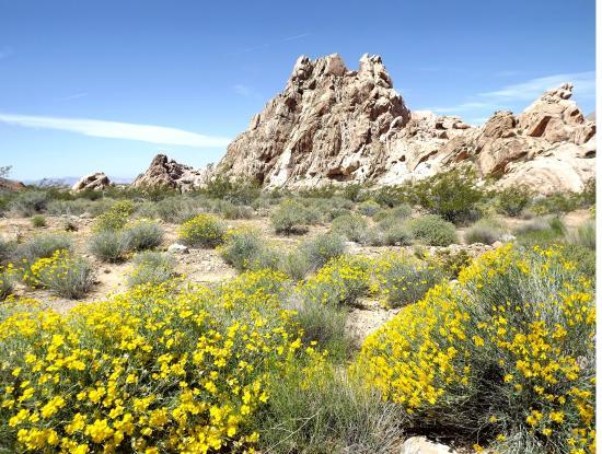 Whitney Pockets
