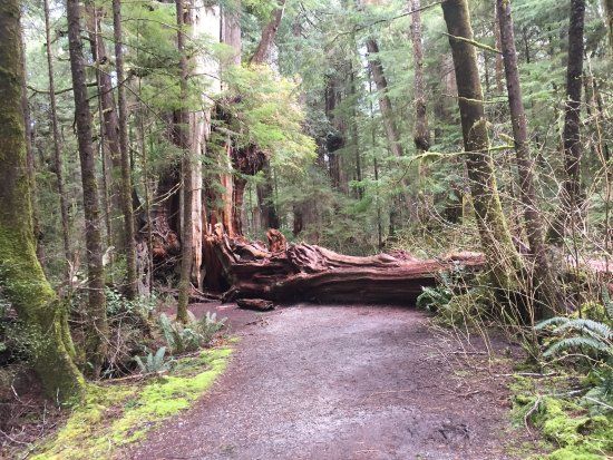 Quinault Big Cedar
