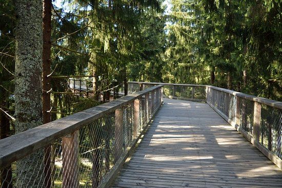 Treetop Walkway