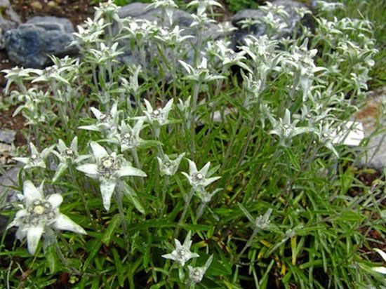 Botanical Garden Alpinum Schatzalp