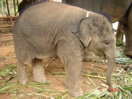 Elephant Village