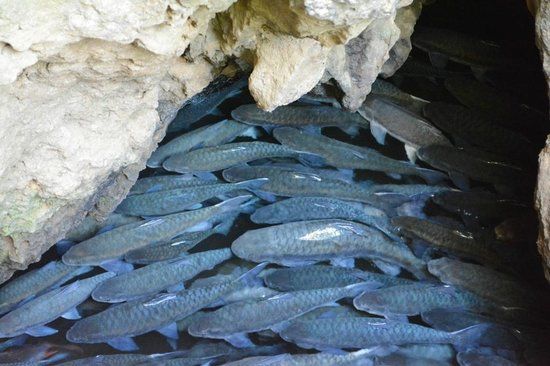 Fish Cave