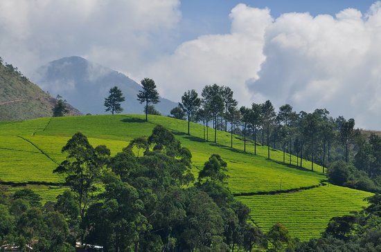 Tea Town Kerala